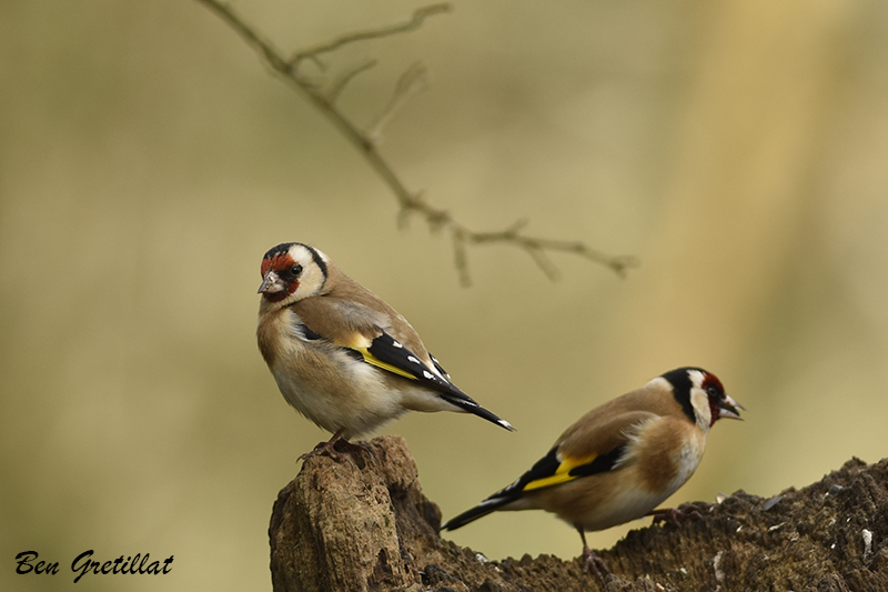 Photo Oiseaux Chardonneret élégant (Carduelis carduelis)