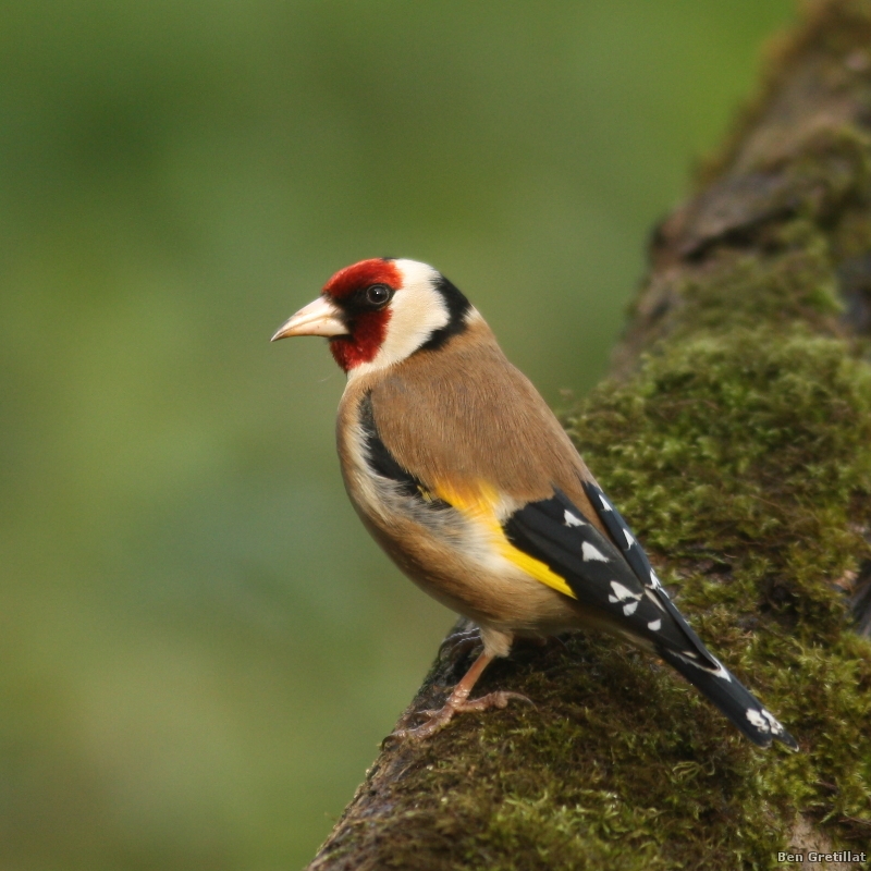 Photo Oiseaux Chardonneret élégant (Carduelis carduelis)