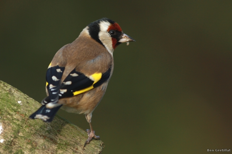 Photo Oiseaux Chardonneret élégant (Carduelis carduelis)