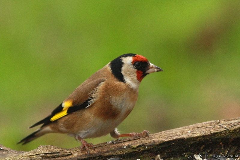 Photo Oiseaux Chardonneret élégant (Carduelis carduelis)