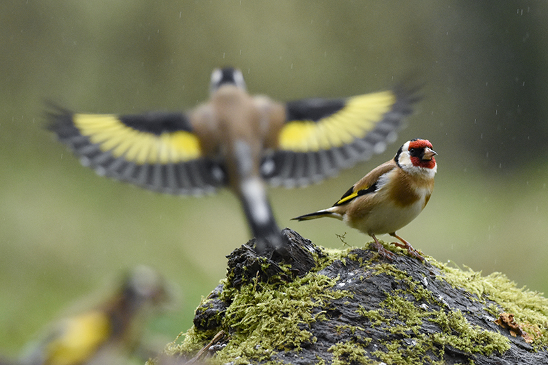 Photo Oiseaux Chardonneret élégant (Carduelis carduelis)