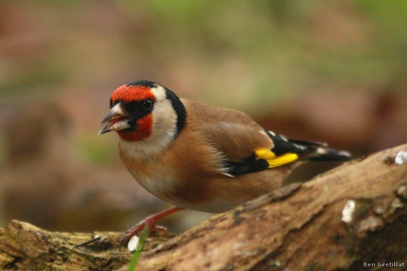 Photo Oiseaux Chardonneret élégant (Carduelis carduelis)