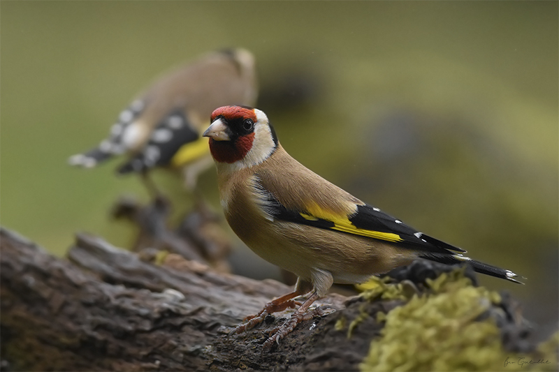 Photo Oiseaux Chardonneret élégant (Carduelis carduelis)