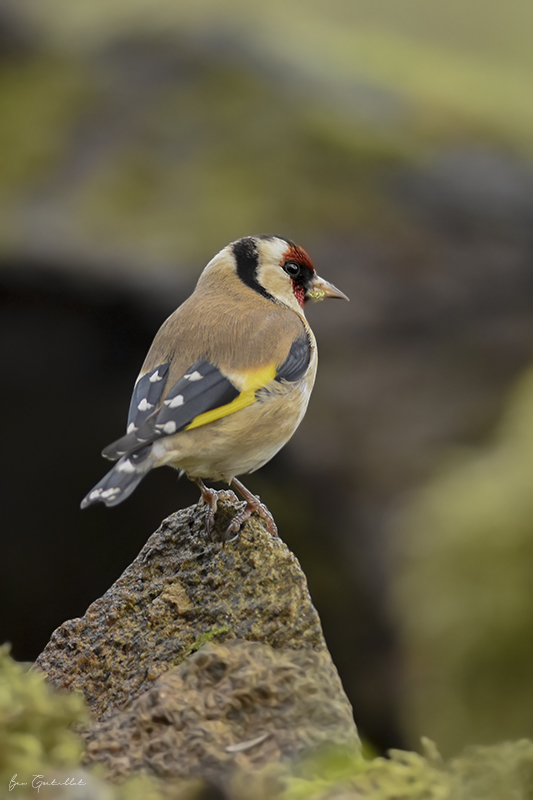 Photo Oiseaux Chardonneret élégant (Carduelis carduelis)