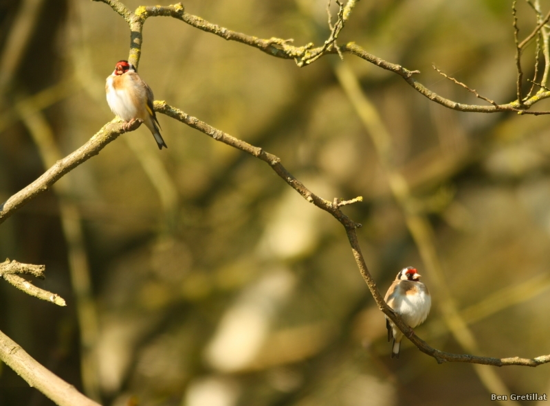 Photo Oiseaux Chardonneret élégant (Carduelis carduelis)