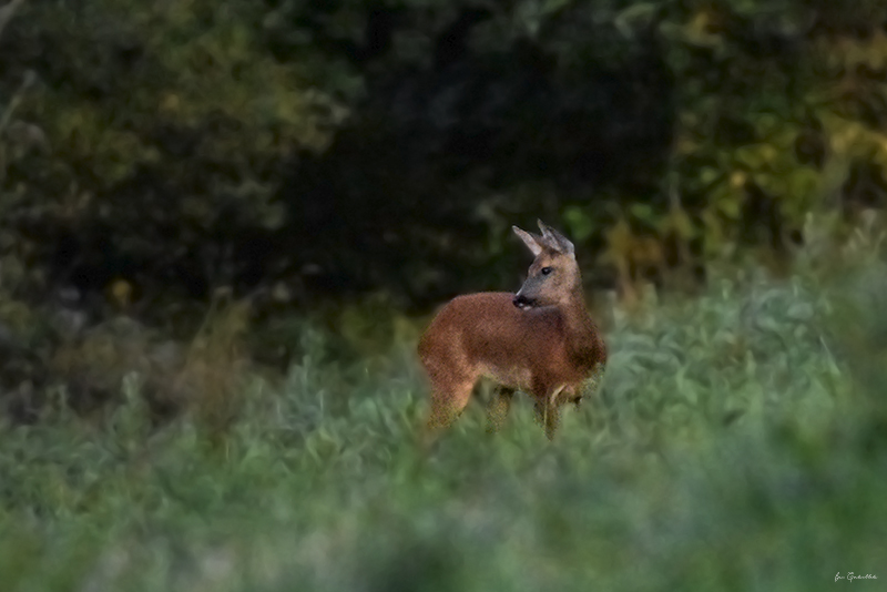 Photo Mammifères Chevreuil (Capreolus capreolus)