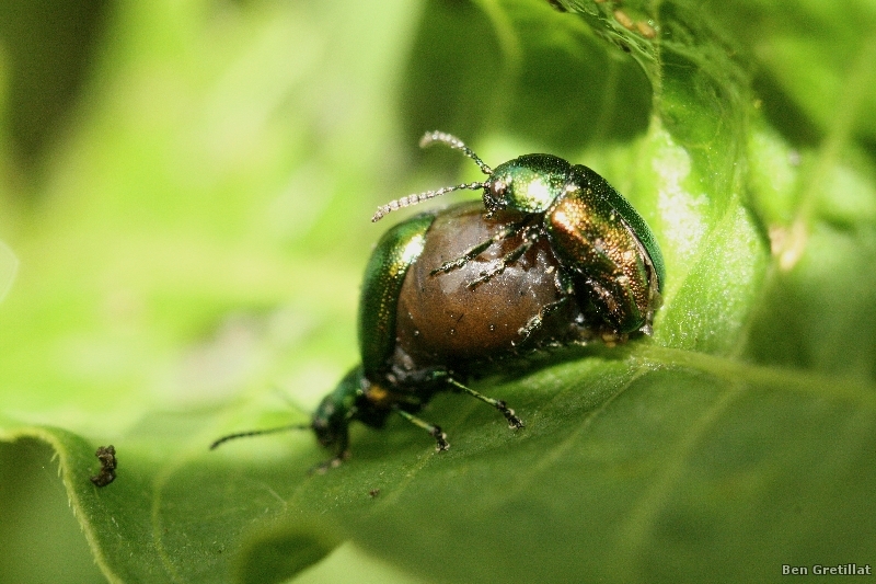 Photo Insectes Chrysomèle de la menthe (Chrysolina herbacea)