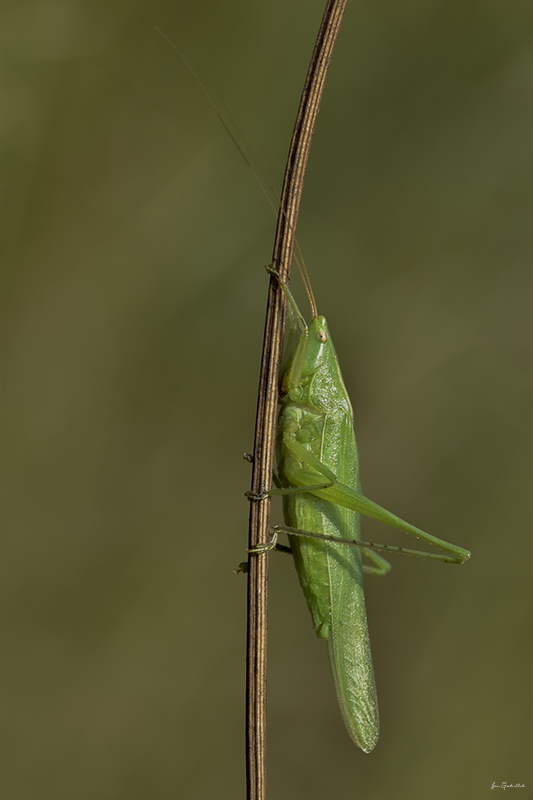 Photo Insectes Conocéphale gracieux (Ruspolia nitidula)