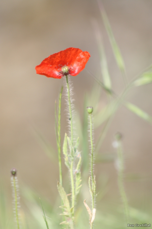 Photo Flore coquelicot (Papaver rhoeas) 