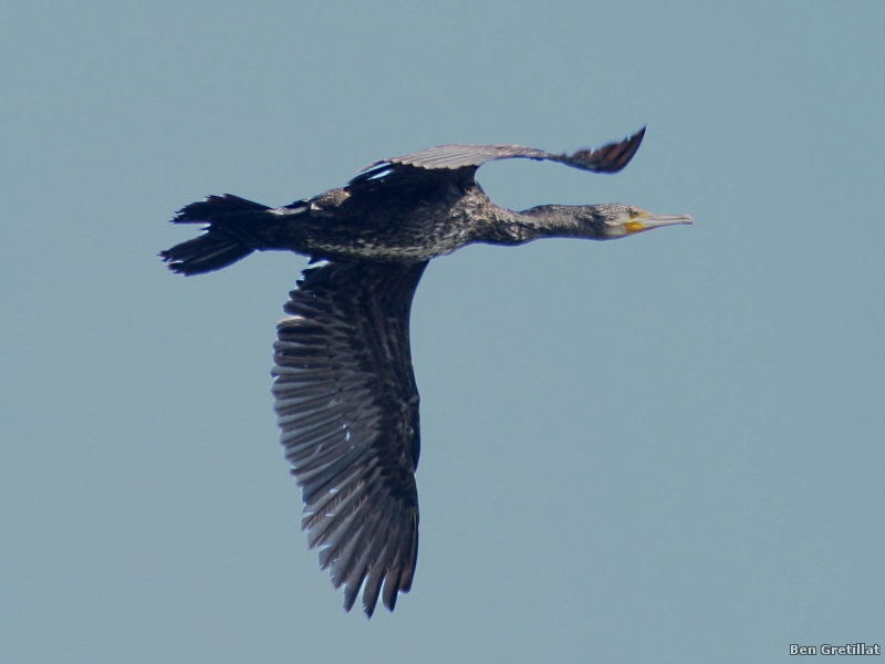 Photo Oiseaux Grand cormoran (Phalacrocorax carbo)