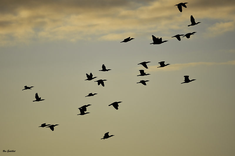 Photo Oiseaux Grand cormoran (Phalacrocorax carbo)