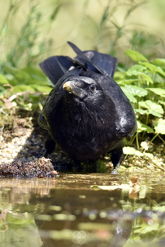 Photo Oiseaux Corneille noire (Corvus corone)