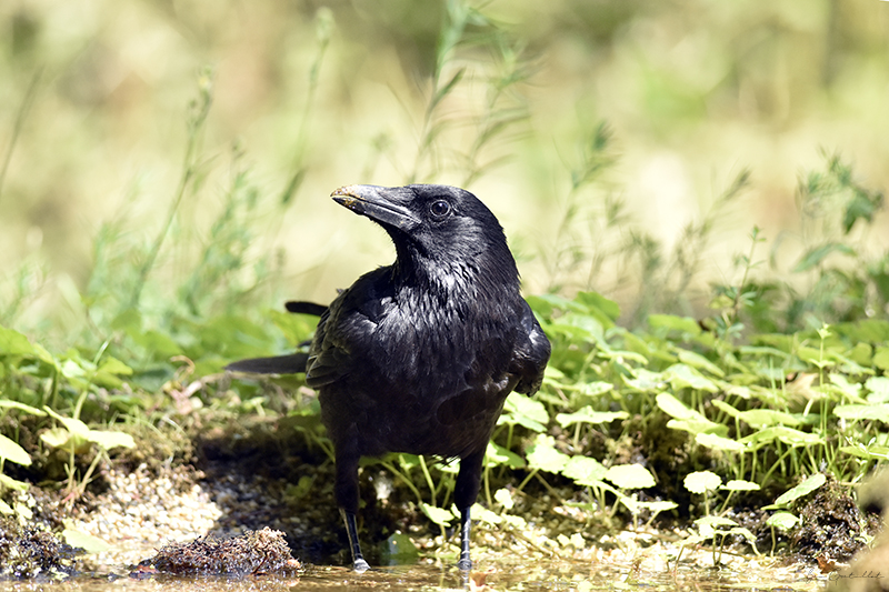 Photo Oiseaux Corneille noire (Corvus corone)