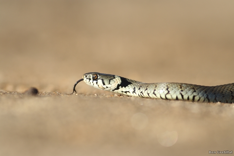 Photo Reptiles Couleuvre à collier (Natrix natrix)