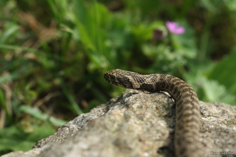 Photo Reptiles  Couleuvre vipérine (Natrix maura)