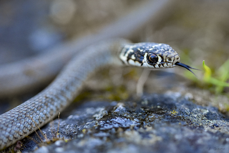 Photo Autres Couleuvre verte et jaune (Hierophis viridiflavus)