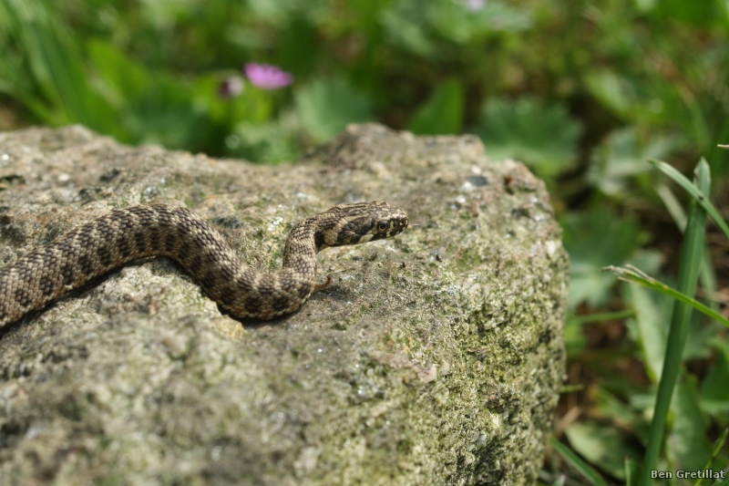 Photo Reptiles  Couleuvre vipérine (Natrix maura)