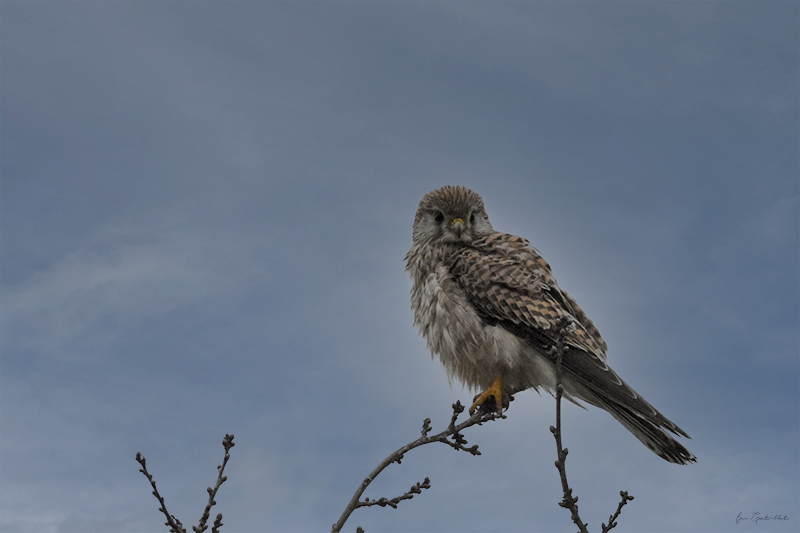 Photo Oiseaux Faucon crécerelle (Falco tinnunculus)