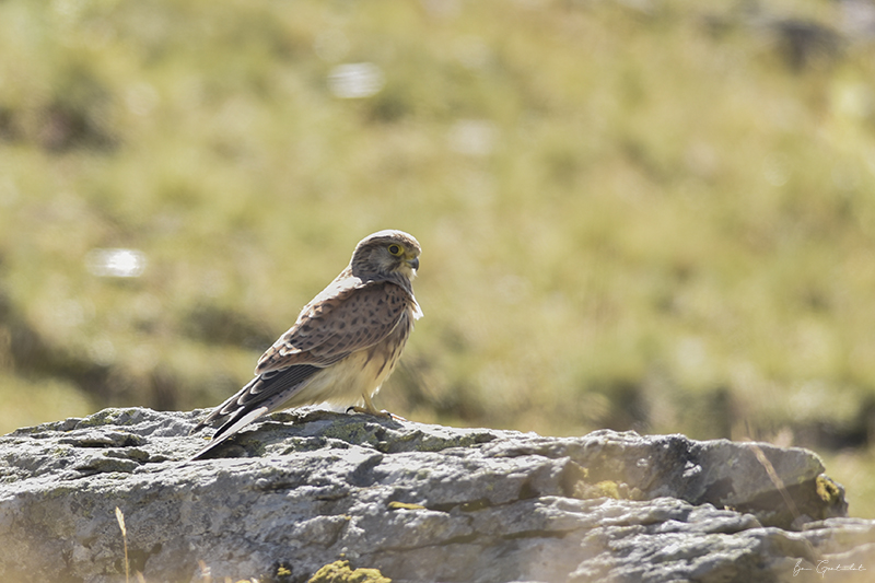 Photo Oiseaux Faucon crécerelle (Falco tinnunculus)