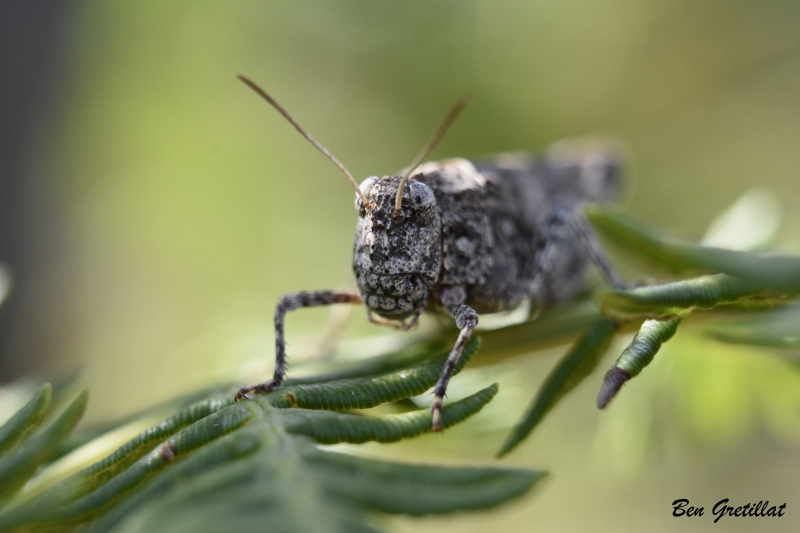 Photo Insectes Criquet (Caelifera sp.)