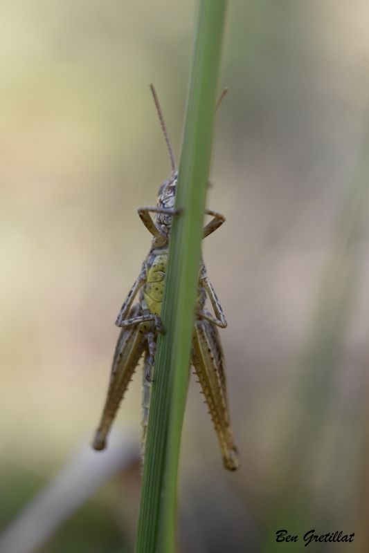 Photo Insectes Criquet (Caelifera sp.)