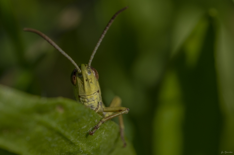 Photo Insectes Criquet ensanglanté (Stethophyma grossum)