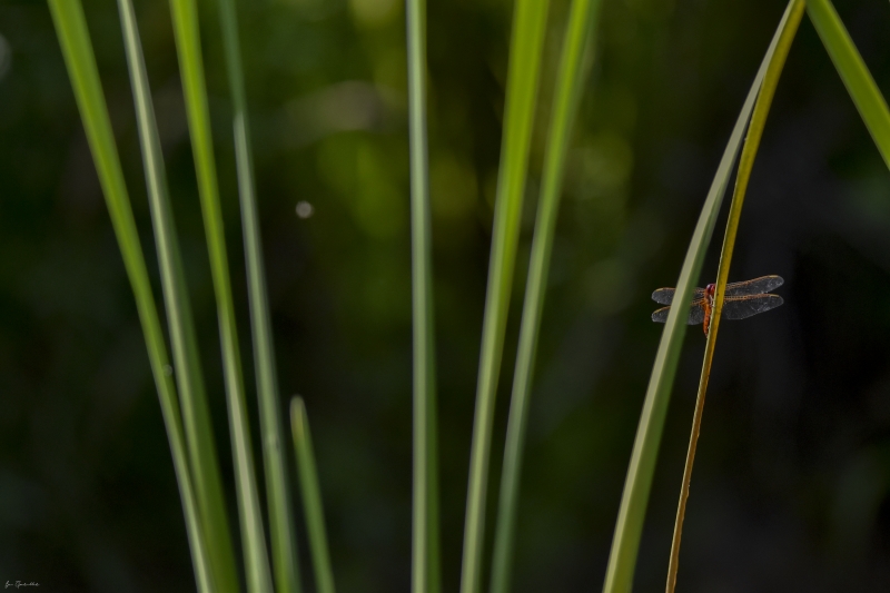 Photo Insectes Crocothémis écarlate (Crocothemis erythraea)