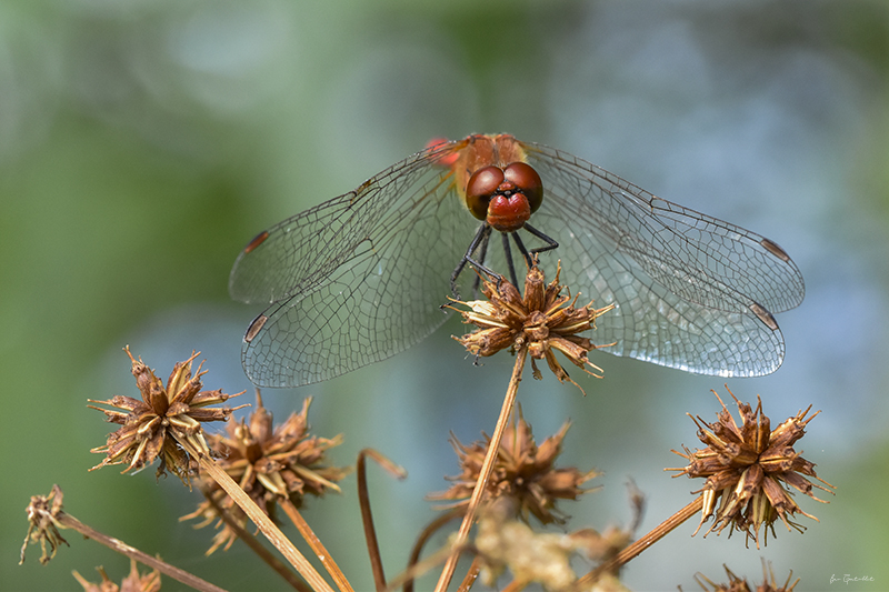 Photo Insectes Crocothémis écarlate (Crocothemis erythraea)