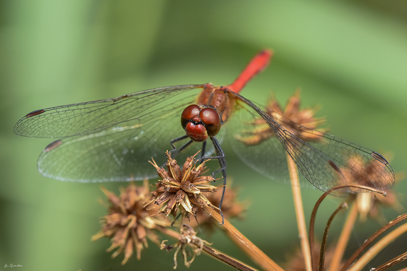 Photo Insectes Crocothémis écarlate (Crocothemis erythraea)