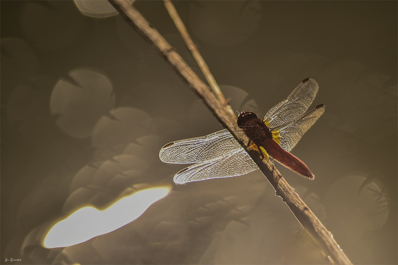 Photo Insectes Crocothémis écarlate (Crocothemis erythraea)