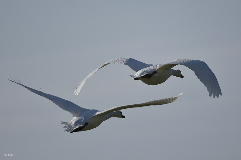 Photo Oiseaux Cygne tuberculé (Cygnus olor)