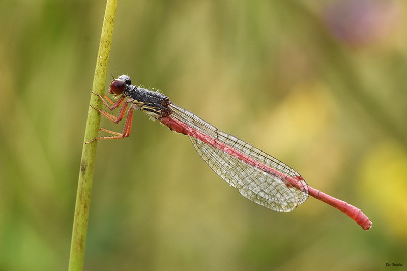 Photo Insectes Agrion délicat (Ceriagrion tenellum)