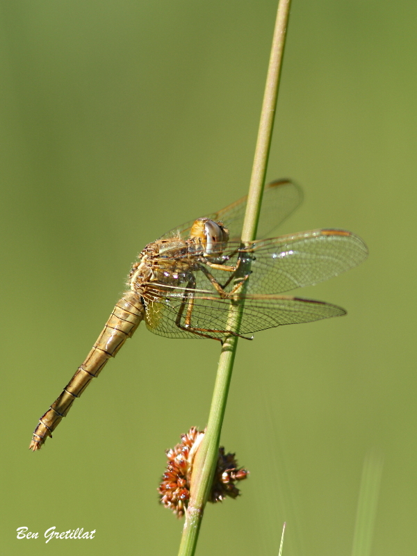 Photo Insectes Libellule déprimée (Libellula depressa)