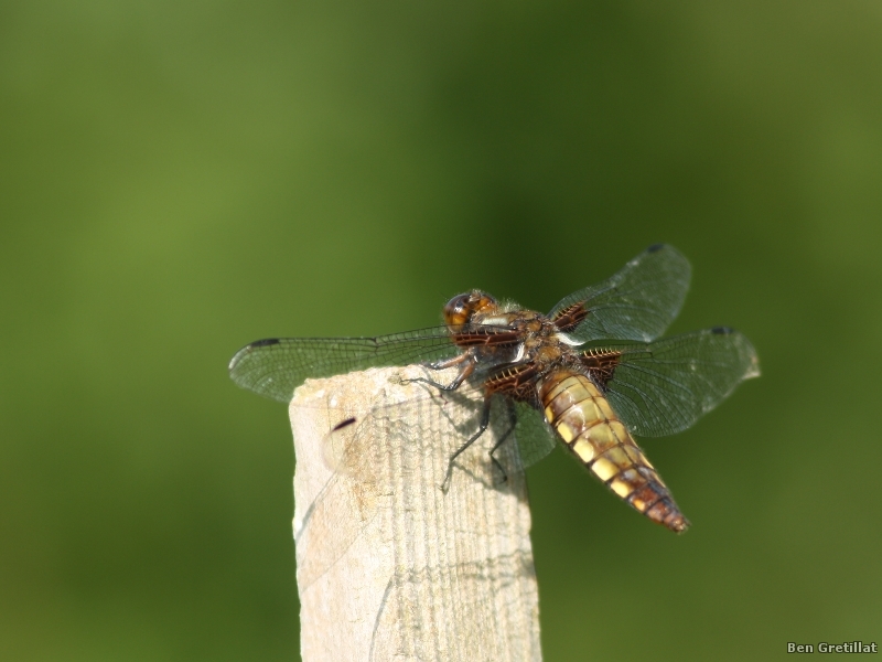 Photo Insectes Libellule déprimée (Libellula depressa)