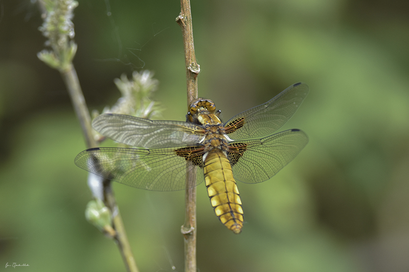 Photo Insectes Libellule déprimée (Libellula depressa)