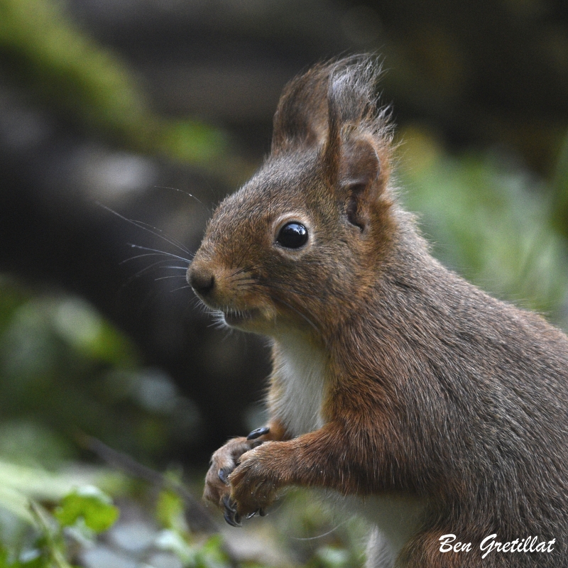 Photo Mammifères Ecureuil roux (Sciurus vulgaris)