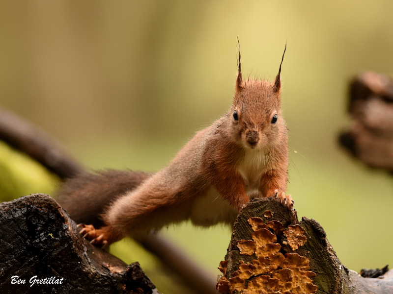 Photo Mammifères Ecureuil roux (Sciurus vulgaris)