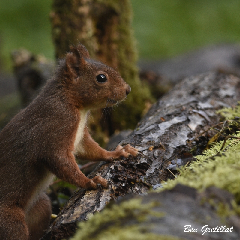 Photo Mammifères Ecureuil roux (Sciurus vulgaris)