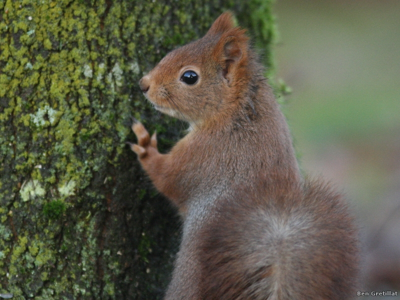 Photo Mammifères Ecureuil roux (Sciurus vulgaris)