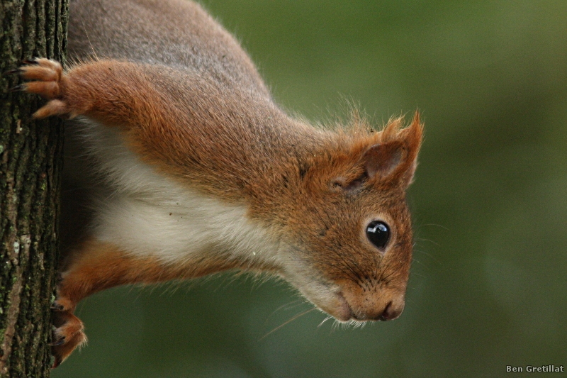 Photo Mammifères Ecureuil roux (Sciurus vulgaris)