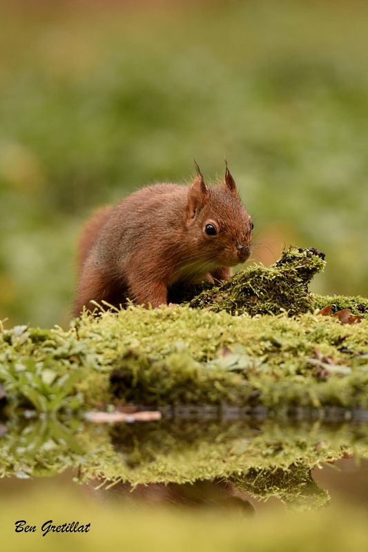 Photo Mammifères Ecureuil roux (Sciurus vulgaris)