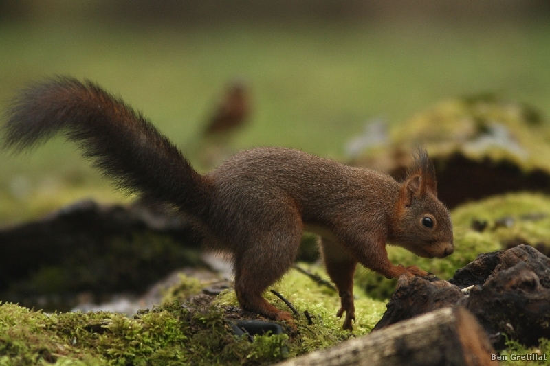 Photo Mammifères Ecureuil roux (Sciurus vulgaris)