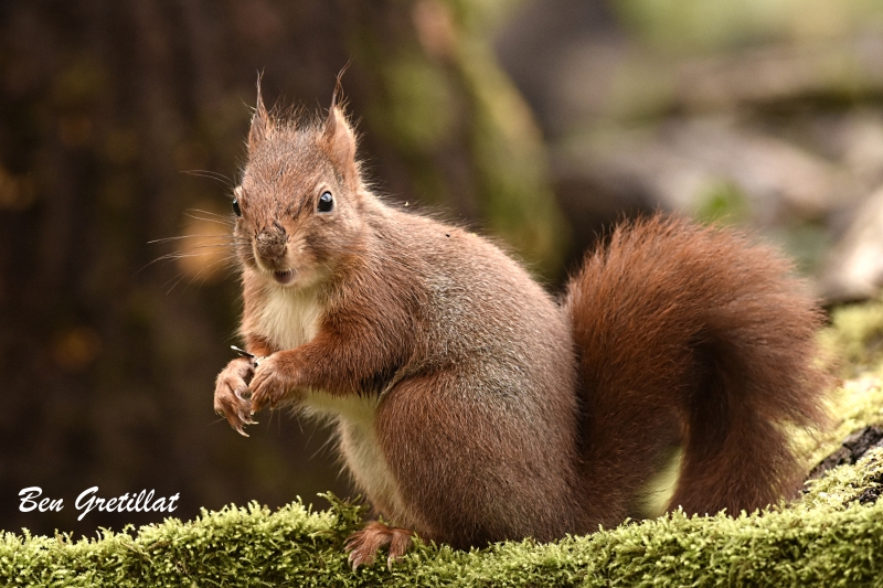 Photo Mammifères Ecureuil roux (Sciurus vulgaris)