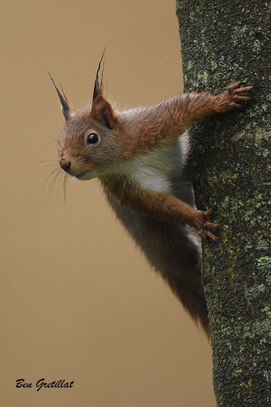 Photo Mammifères Ecureuil roux (Sciurus vulgaris)