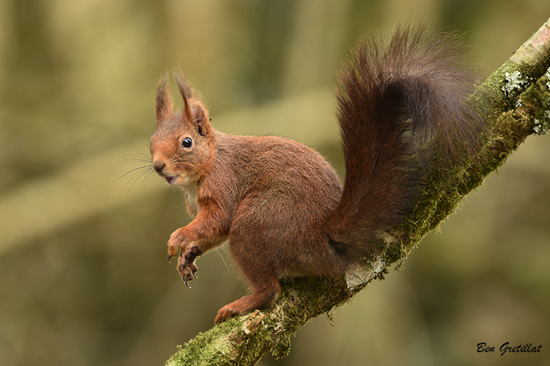 Photo Mammifères Ecureuil roux (Sciurus vulgaris)