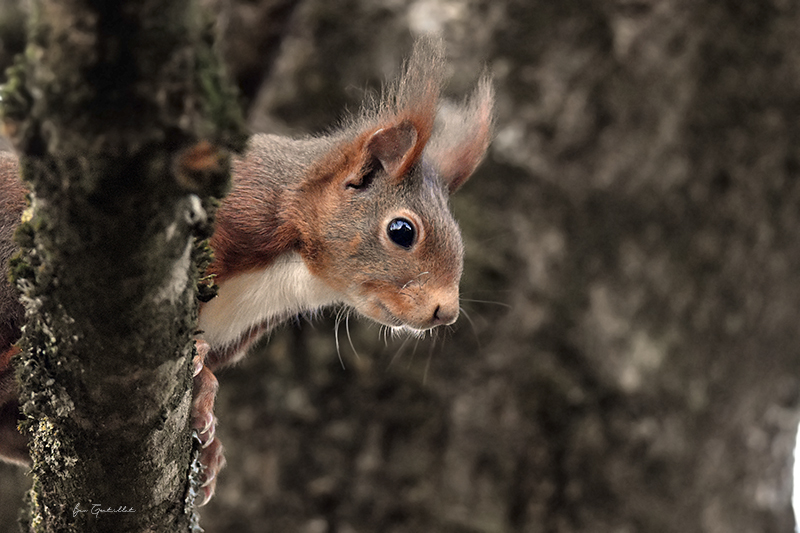 Photo Mammifères Ecureuil roux (Sciurus vulgaris)