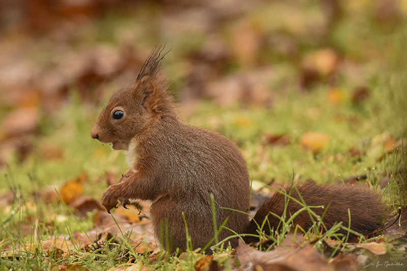 Photo Mammifères Ecureuil roux (Sciurus vulgaris)