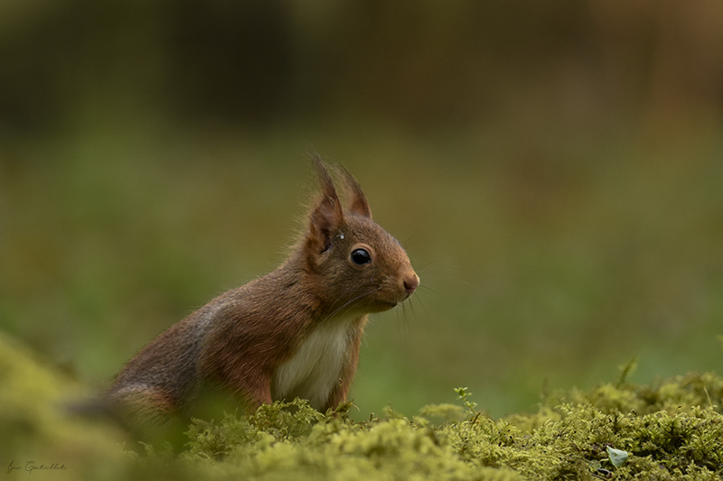 Photo Mammifères Ecureuil roux (Sciurus vulgaris)