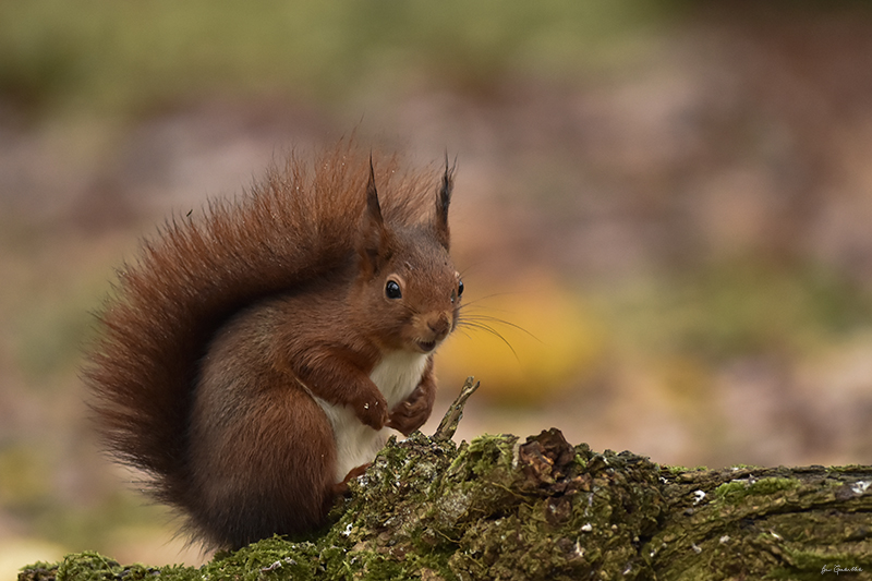 Photo Mammifères Ecureuil roux (Sciurus vulgaris)