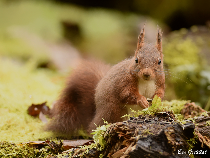 Photo Mammifères Ecureuil roux (Sciurus vulgaris)